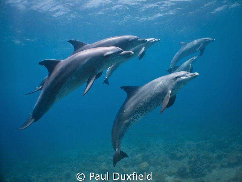 I was shooting for the first time that week with a digi-c... by Paul Duxfield 