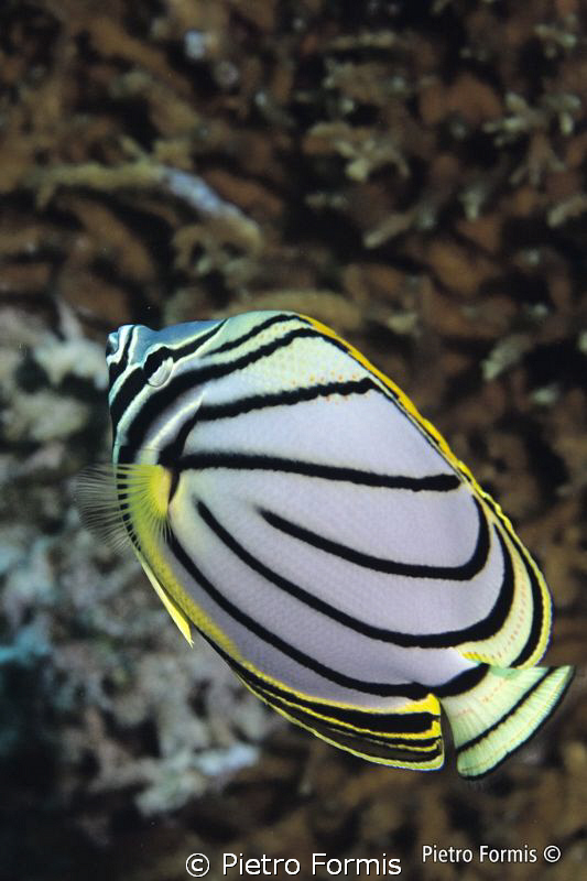 Maldives Suvadiva by Pietro Formis 