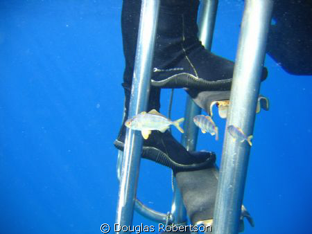 Juvenile jacks patrol the boarding ladder. by Douglas Robertson 