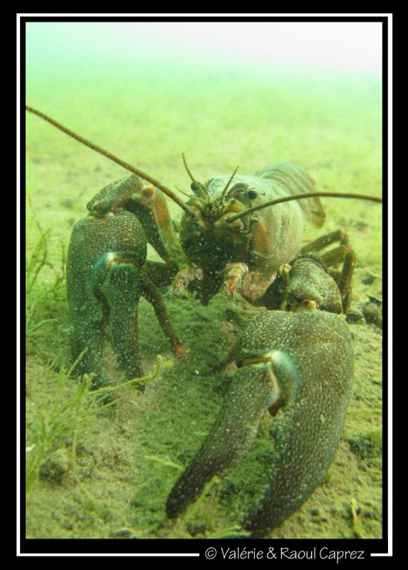 Shake my hand if you dare  :-) by Raoul Caprez 