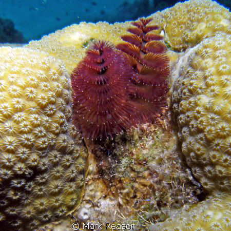 Christmas tree worms all lit up!  Taken with a SeaLife DC... by Mark Reasor 