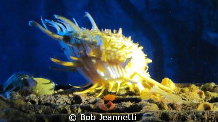 What kind of clam is this? by Bob Jeannetti 