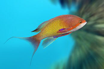 A male Anthias against some background blur to help make ... by Paul Colley 