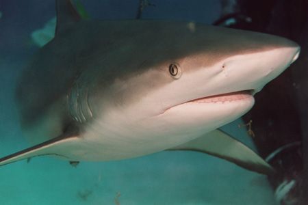 Carribean Reef Shark by Jacques Miller 
