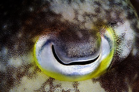 Cuttlefish eye by Stew Smith 