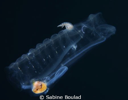 Une salpe qui dans le courant qui transporte une petite c... by Sabine Boulad 