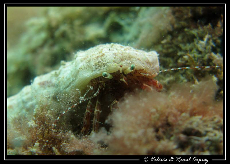 Shell for rent : 4cm long, 1cm large. I'm moving soon ... by Raoul Caprez 