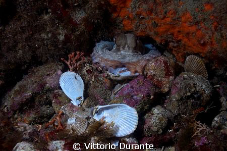 An octopus and the remains of his lunch by Vittorio Durante 