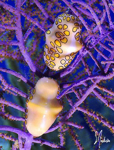 This image of two Flamingo Tongues grazing was taken whil... by Steven Anderson 