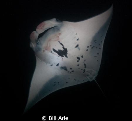 Manta on night dive.  Big Island, Hawaii.  May 2010. Cano... by Bill Arle 