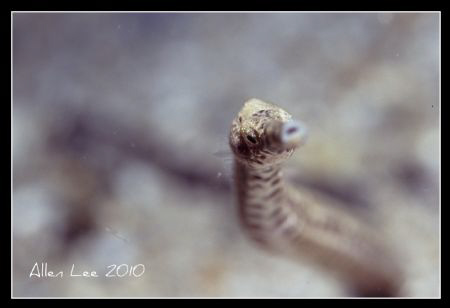 Long-snout pipefish.Nikon F100,105mm,f5.6.1/60,RVP100. by Allen Lee 