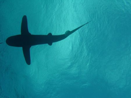white oceanic shark in egypt by Dourieu Charles 