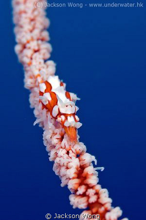 Xeno crab in blue water by Jackson Wong 