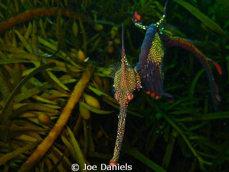 Weedy Sea Dragon by Joe Daniels 