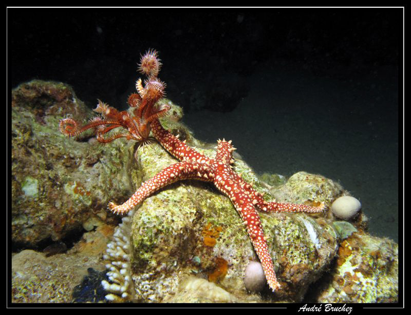 Etoile de mer avec une Comatule by André Bruchez 