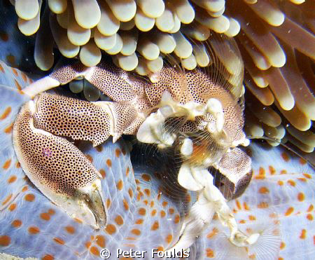Anemone crab by Peter Foulds 