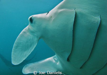 Freediving down to 8m next to a Manta Cleaning station of... by Joe Daniels 