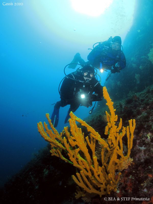 Yellow sponge. Calanques de Cassis. Canon G10, Dyron 12mm... by Bea & Stef Primatesta 