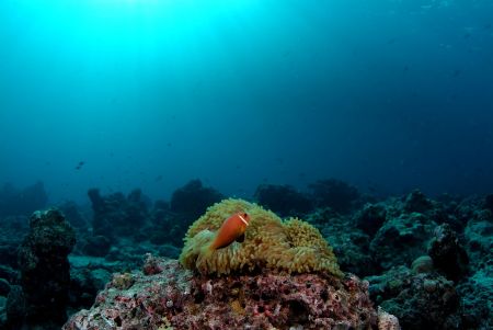 Clownfish and Anemone with a burst of light.Raa Atoll, Ma... by Andrew Rankin 
