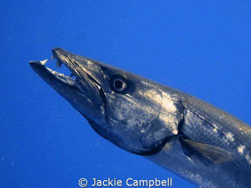 Business end of Barracuda !!
Apparently, whilst I was ta... by Jackie Campbell 