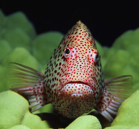 Blackside hawkfish photographed at a depth of 60'; Oahu, ... by Glenn Cummings 