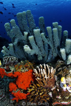 Lembeh Strait with good viz by Stew Smith 