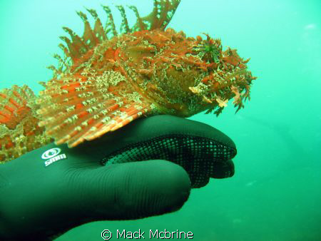 A friendly Sea Raven in Nahant MA, USA. by Mack Mcbrine 