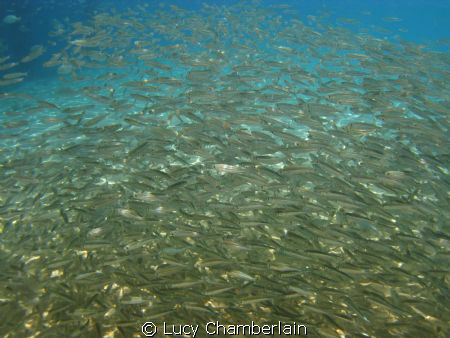 A bait ball by Lucy Chamberlain 