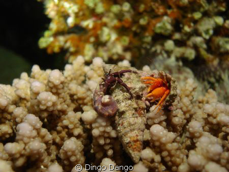 fight on the reef by Dingo Dango 