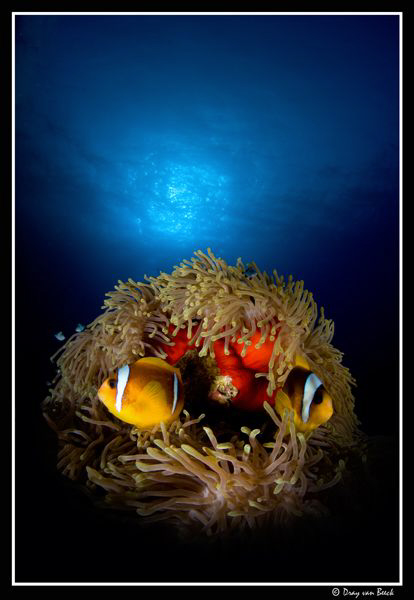 Anemone-nest... by Dray Van Beeck 