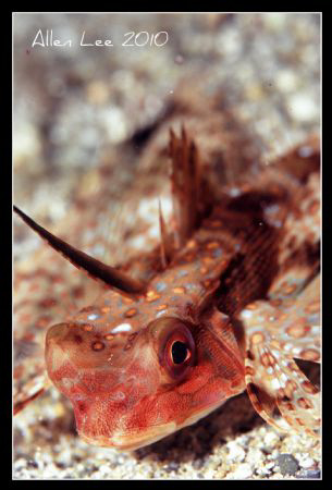 Flying gurnard.Nikon F100,105mm,f16,1/60,YS-120,RVP100. by Allen Lee 