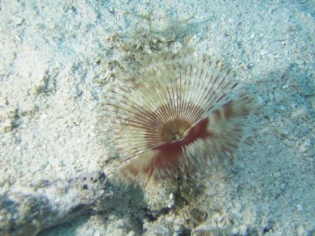 feather duster, got this shot right before he closed. Gra... by Jared Fuller 
