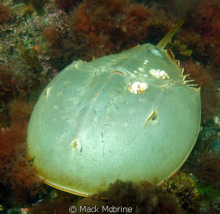 Large female Horseshoe Crab. This is first one I've ever ... by Mack Mcbrine 