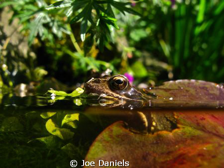Sue's Pond by Joe Daniels 