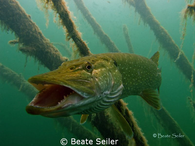 Nothern Pike taken with Canon S70 by Beate Seiler 