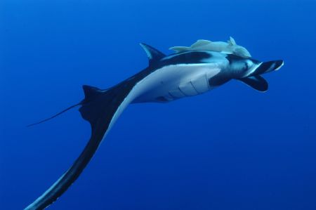 Socorro Islands, Mexico, January 2005. the giant and gent... by Cara Finn 