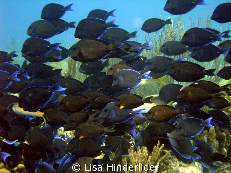 Wall o Tangs! by Lisa Hinderlider 