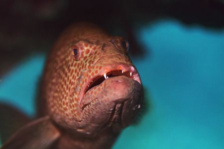 Tiger Grouper on cleaning station under a ledge. Grand Ba... by Jacques Miller 