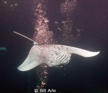 Night dive.  Kona, Hawaii. by Bill Arle 