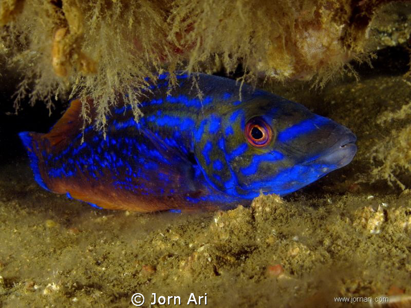 Cuckoo wrasse,  (Labrus mixtus)
Shot in the fantastic "G... by Jorn Ari 