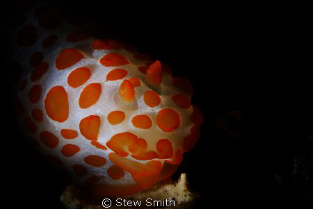 nudi snooted by Stew Smith 