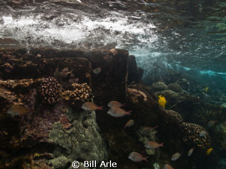 Near shore.  Place of Refuge.  Big Island, Hawaii. by Bill Arle 
