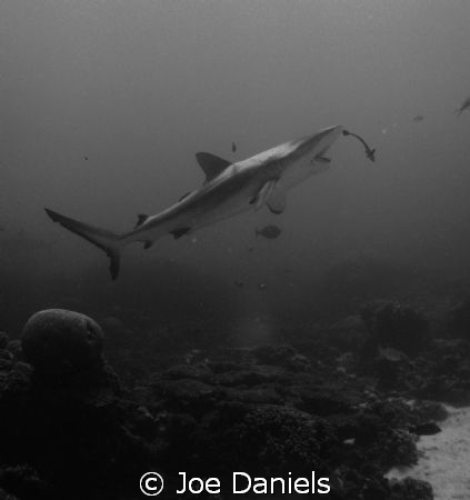 Grey Reef Shark getting cleaned by Joe Daniels 