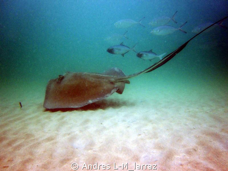 Stingray w/ Jacks by Andres L-M_larraz 
