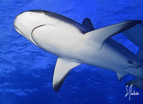 Once we entered the water the sharks appeared from all di... by Steven Anderson 