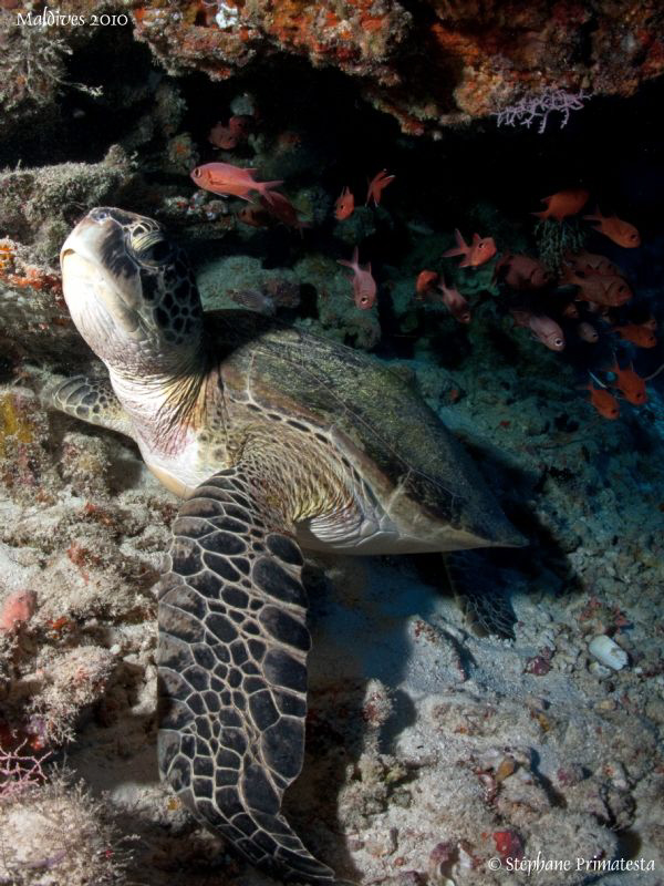Turtle. Canon G10, 12mm fisheye. by Bea & Stef Primatesta 