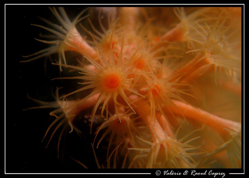 Bad visibility this day ... it was just possible to take ... by Raoul Caprez 