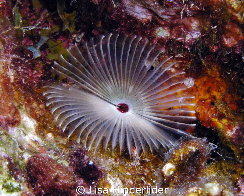 Pretty feather duster by Lisa Hinderlider 