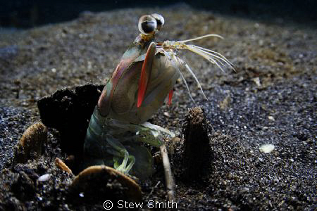 Trying to capture this little guy was great. by Stew Smith 