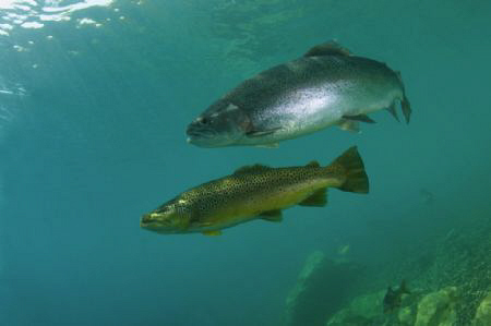 Rainbow and Brown Trout at Capernwray, a small land-locke... by Paul Colley 